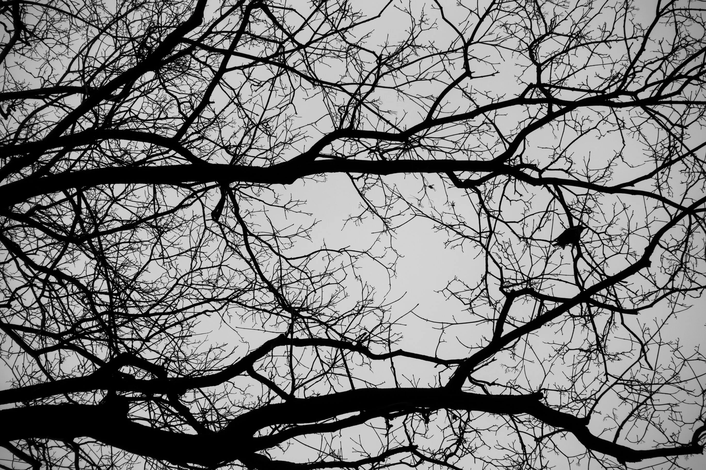 Sensations. Romania. Photograph 17 of 18 by Adrian Tanta.