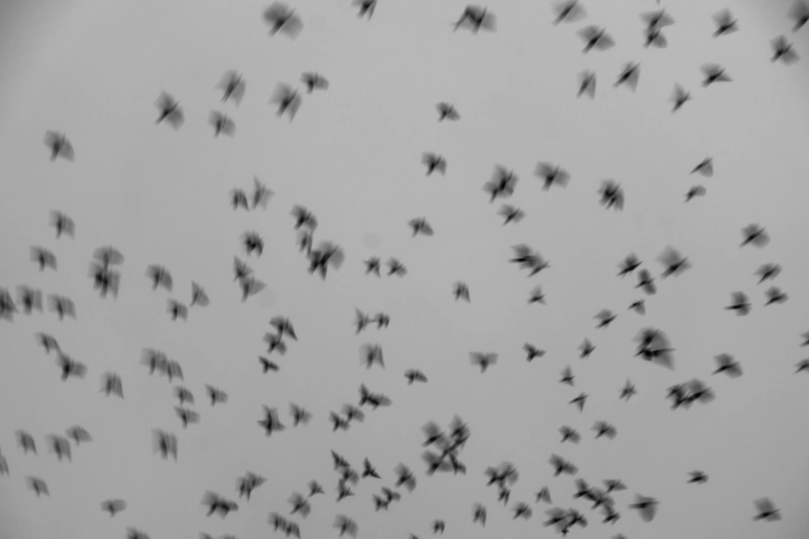 Sensations. Romania. Photograph 9 of 18 by Adrian Tanta.